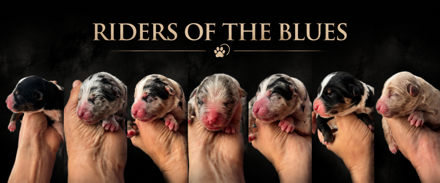 Chiot Berger Américain Miniature  Riders Of The Blues
