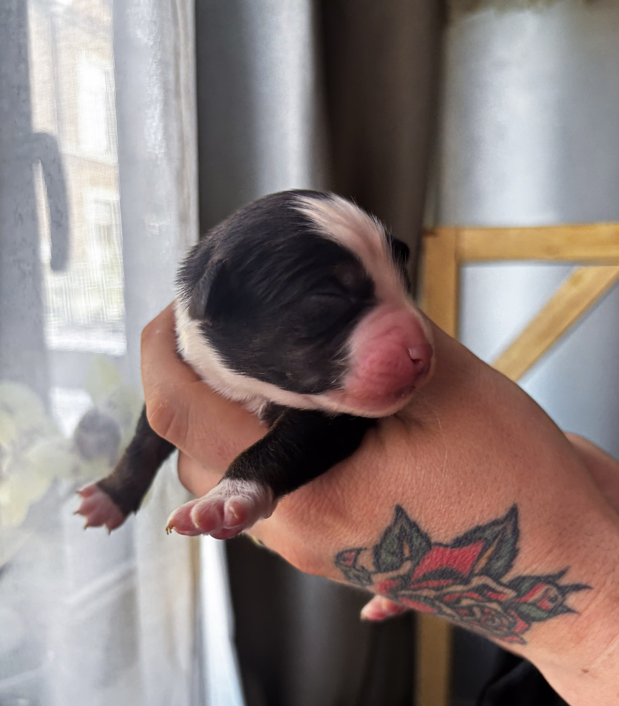 Riders Of The Blues - Chiots disponibles - Berger Américain Miniature 