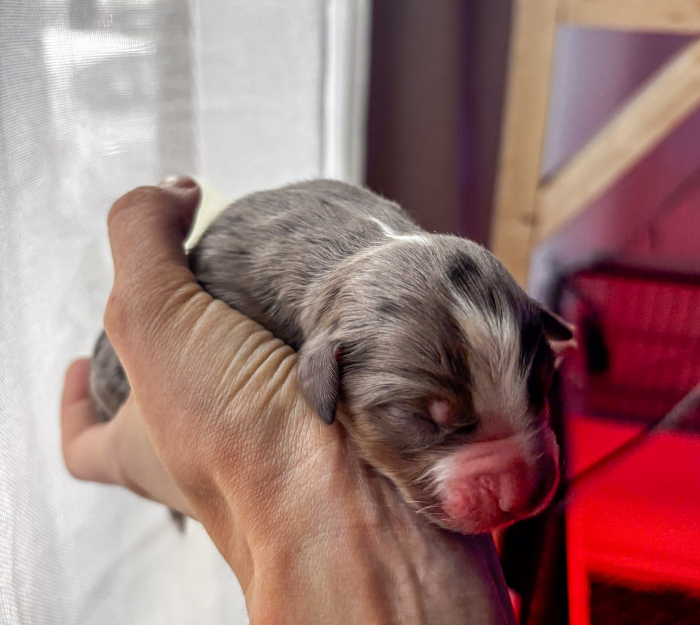 Riders Of The Blues - Chiots disponibles - Berger Américain Miniature 