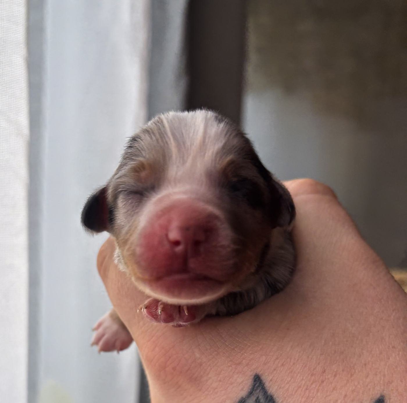 Riders Of The Blues - Chiots disponibles - Berger Américain Miniature 