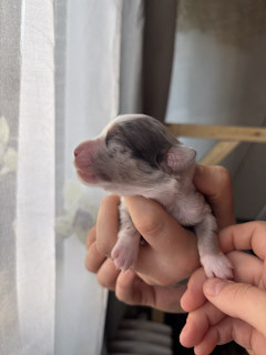 Riders Of The Blues - Chiots disponibles - Berger Américain Miniature 