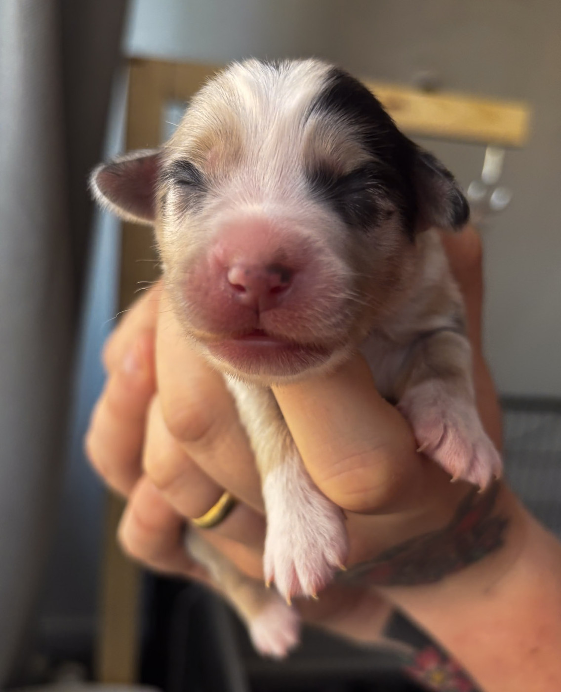 Riders Of The Blues - Chiots disponibles - Berger Américain Miniature 