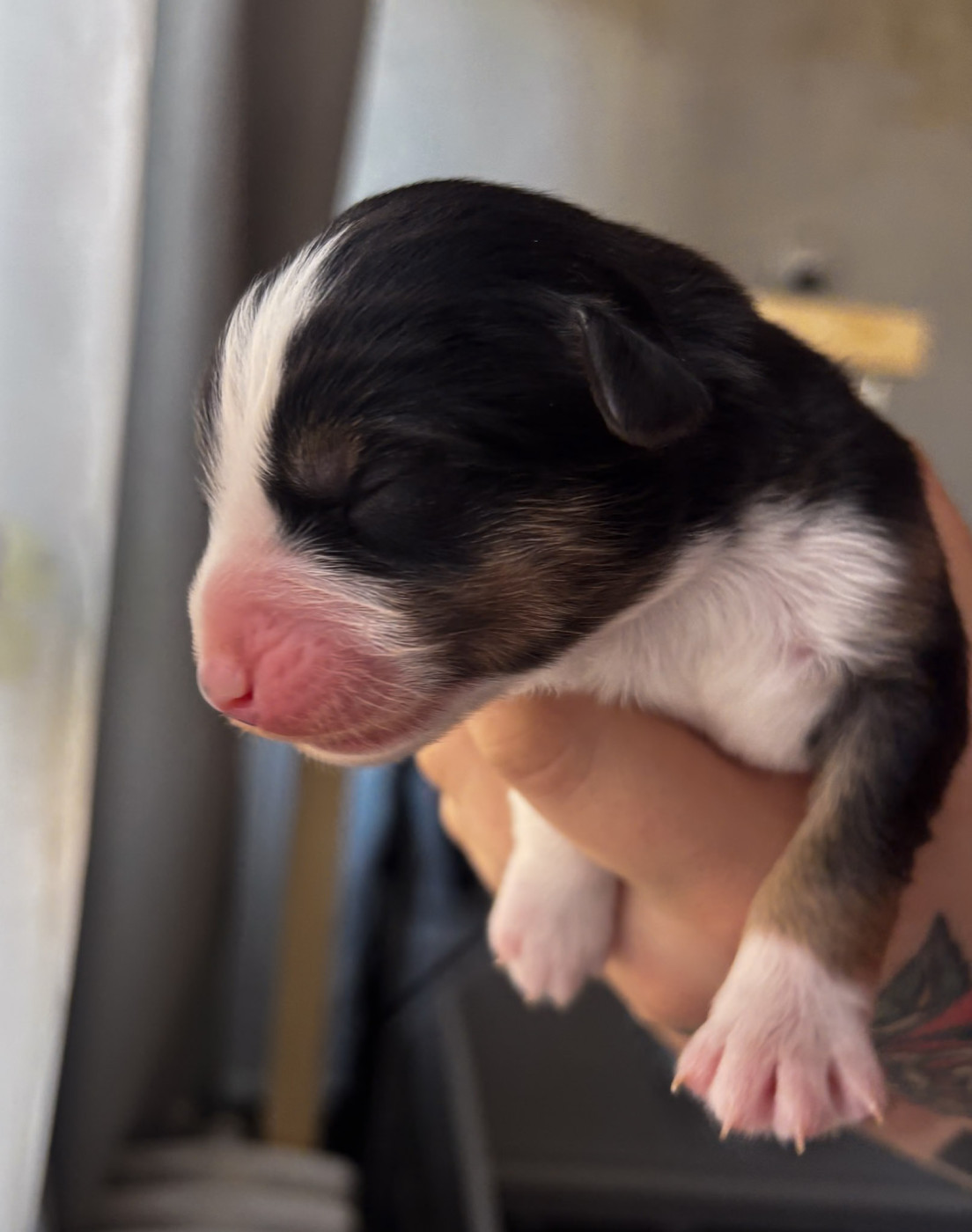 Riders Of The Blues - Chiots disponibles - Berger Américain Miniature 
