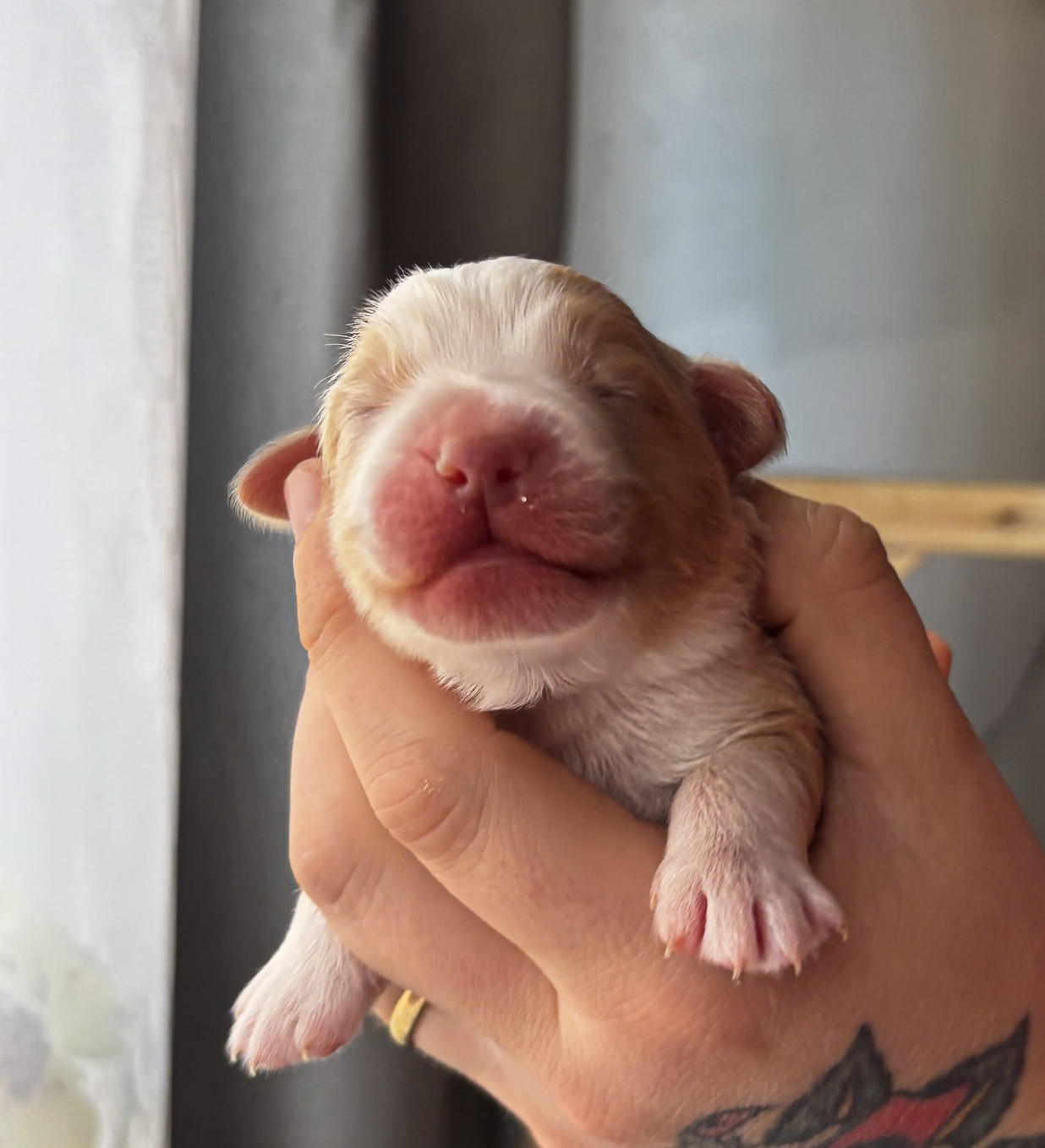 Riders Of The Blues - Chiots disponibles - Berger Américain Miniature 